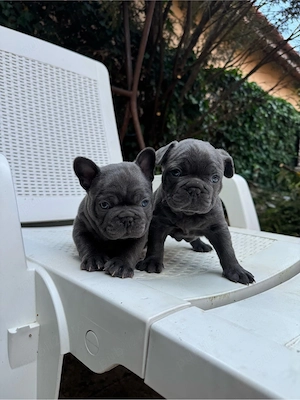 Vând puiuti de bulldog francez - imagine 3