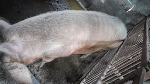 porc gras 300 kg - imagine 2