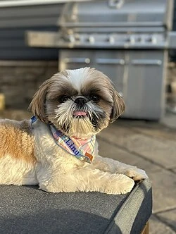 vand shihtzu, sunati la   ca doar pe nr asta raspund  - imagine 2