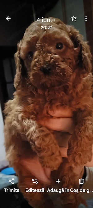 caniche baist si fata rosu aprins - imagine 4
