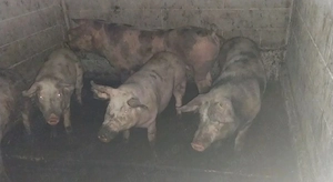 Porci pt sacrificat