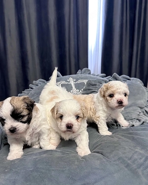 Fetiță si baietel bichon 