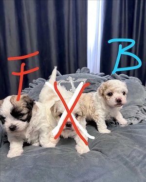 Fetiță si baietel bichon  - imagine 4