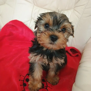 yorkshire terrier mini toy