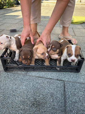 Pui american Bully - imagine 5