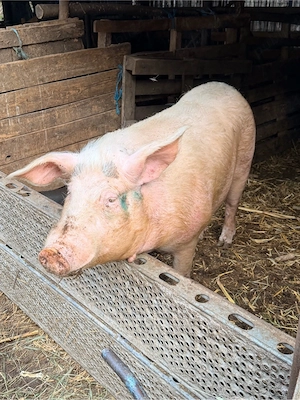 Vand porci de rasa Landrace ,Pietrain , Duroc - imagine 5