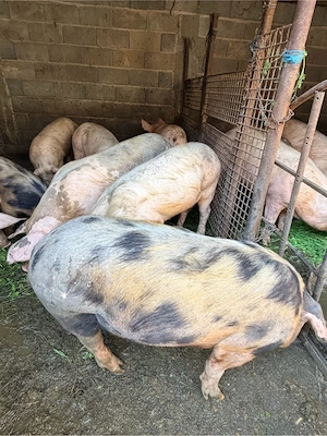 Vand porci de rasa Landrace ,Pietrain , Duroc - imagine 3