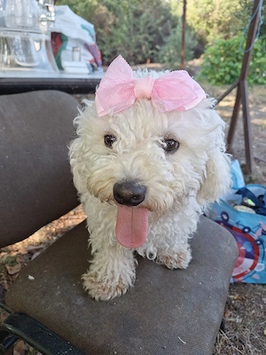 vand bichon frise baiat 