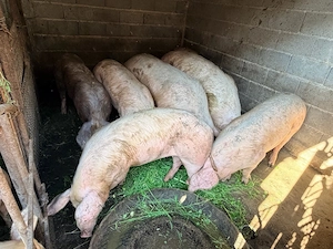 Vand porci de rasa Landrace ,Pietrain , Duroc - imagine 2