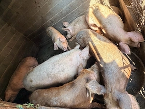 Vand porci de carne bio - imagine 5