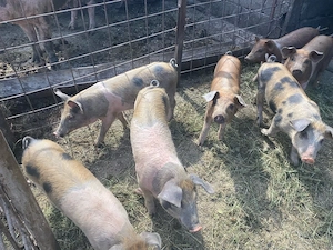 vand 8 purcei 300 lei bucata  - imagine 3