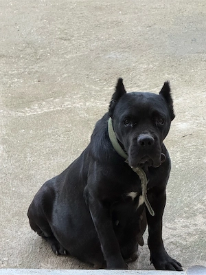 femela cane corso - imagine 2