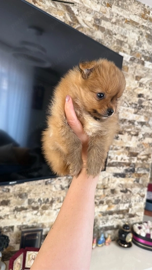 Mascul Pomeranian 7sapt - imagine 2