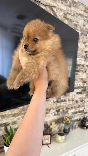 Mascul Pomeranian 7sapt - imagine 4