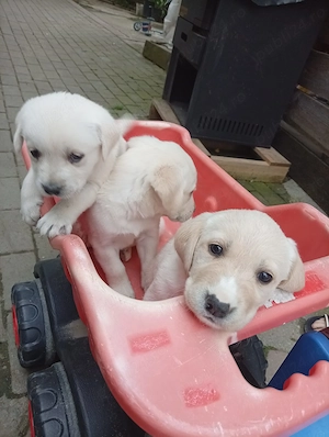 Labrador retriever - imagine 4