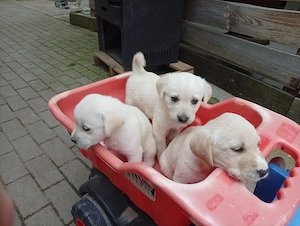 Labrador retriever - imagine 2