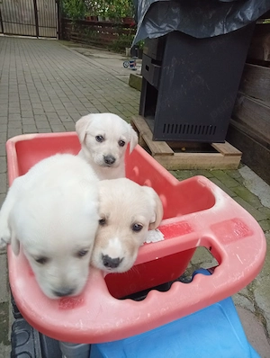 Labrador retriever - imagine 3