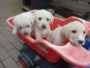 Labrador retriever - imagine 5