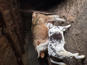 Vaca și vițel  - imagine 3