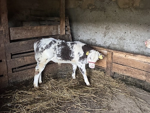 Vaca și vițel  - imagine 2