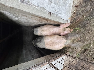 Purcele de vânzare 