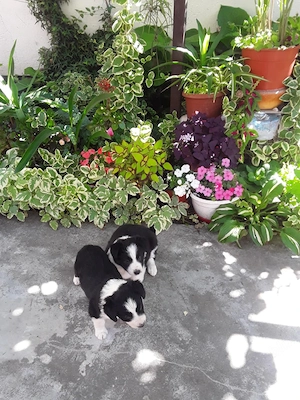 vand catei de  Bolder  Collie - imagine 3