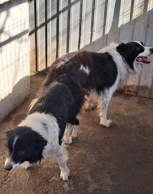 vand catei de  Bolder  Collie - imagine 2