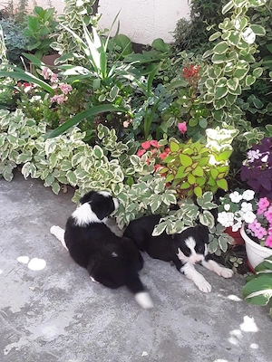 vand catei de  Bolder  Collie - imagine 4