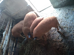 Grăsuni și porci mangalita de vânzare  - imagine 3