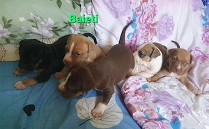 pui AmericanStaffordshire - imagine 3