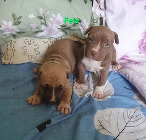 pui AmericanStaffordshire - imagine 4