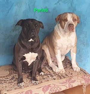 pui AmericanStaffordshire - imagine 5