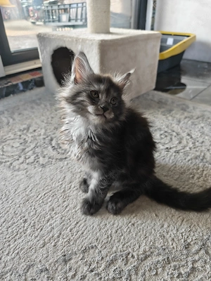 Maine coon 7 săptămâni  - imagine 3
