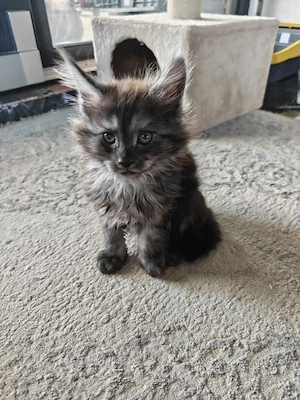 Maine coon 7 săptămâni  - imagine 5