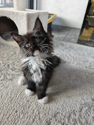 Maine coon 7 săptămâni  - imagine 2