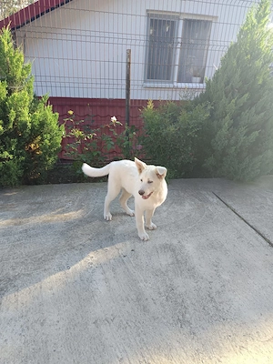 Pui Akita Inu Japonez Varsta 3 Luni - imagine 3