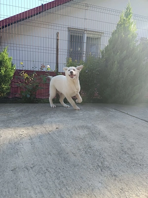 Pui Akita Inu Japonez Varsta 3 Luni - imagine 2