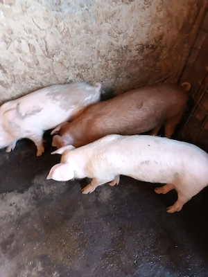 Groștei, 3 luni, 2 masculi scopiți și o femelă  - imagine 3