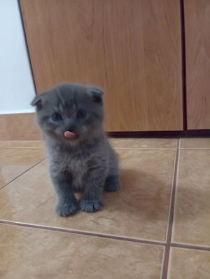 Pui de pisica British Shorthair Blue baieti si fetite - imagine 2
