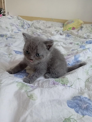 Pui de pisica British Shorthair Blue baieti si fetite - imagine 3