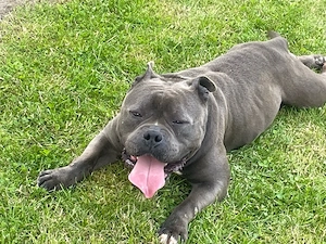 American Bully Pocket cauta partenera - imagine 3