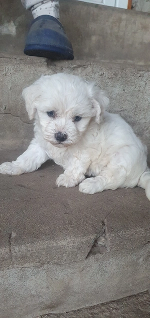 Bichon frize - imagine 3