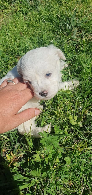 Bichon frize - imagine 5