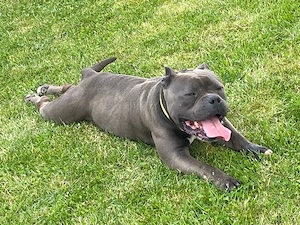 American Bully Pocket cauta partenera - imagine 2