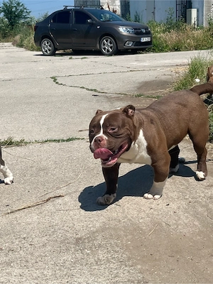 American Bully Exotic!!! - imagine 2