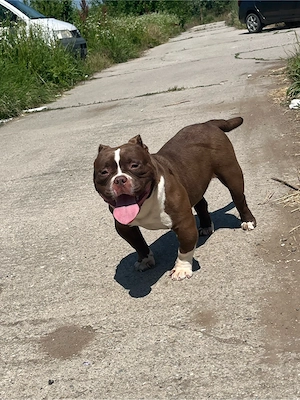 American Bully Exotic!!! - imagine 3