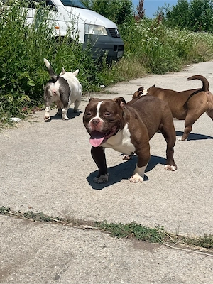 American Bully Exotic!!!