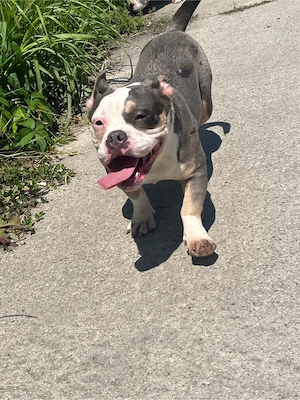 American Bully Femela  - imagine 4
