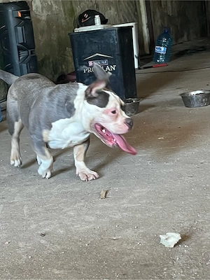 American Bully Femela  - imagine 3