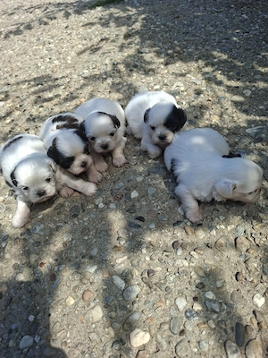 Catelusi rasa shih tzu - imagine 2